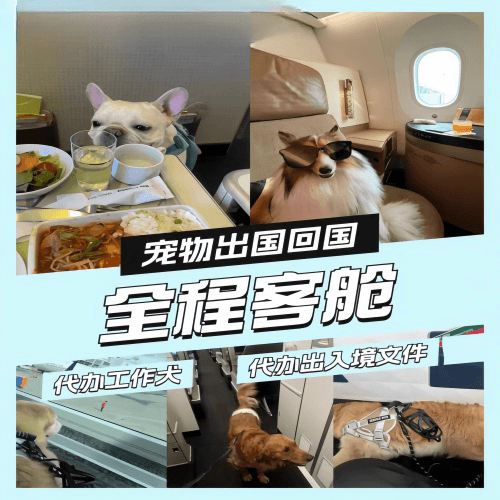 镇江市宠物托运到白俄罗斯宠物入境规定和要求