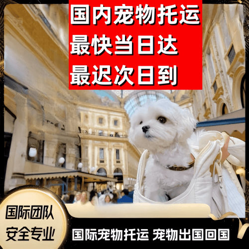 镇江市到澳大利亚（澳洲）宠物入境规定和要求